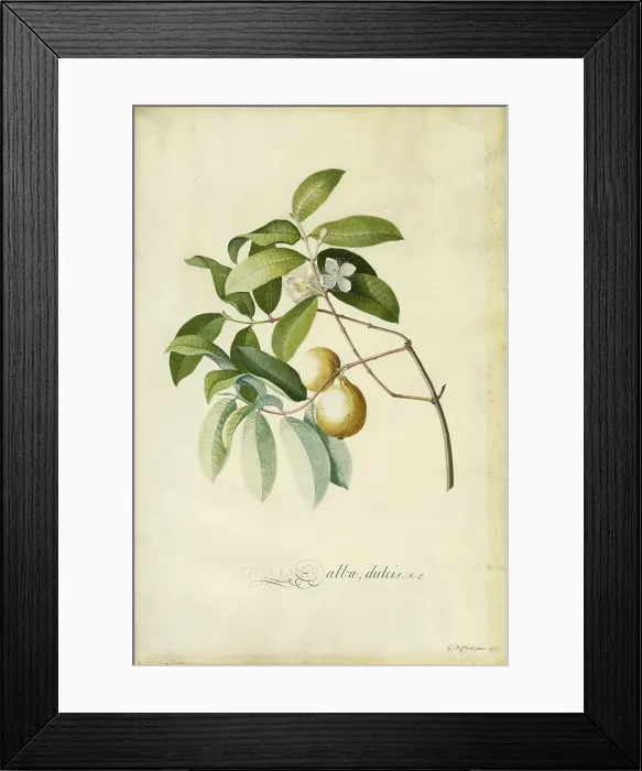 Framed Print : Guava, 1750s. Creator: Georg Dionysius Ehret Framed Print : Guava, 1750s. Creator: Georg Dionysius Ehret