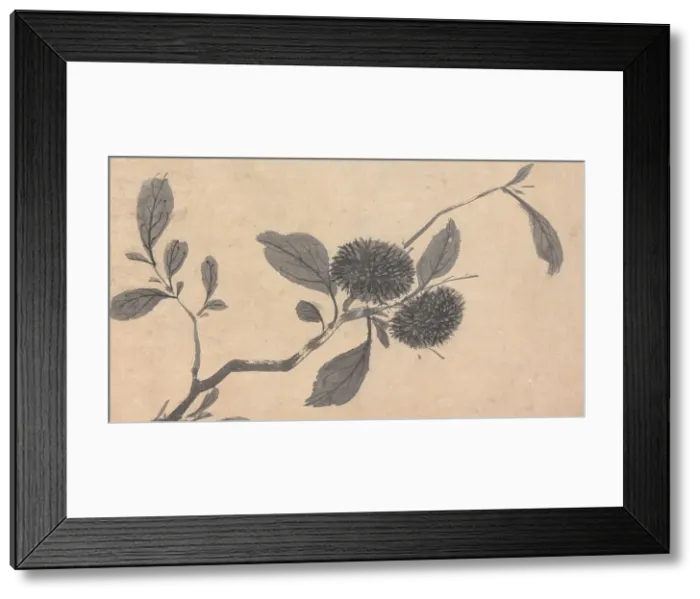 Framed Print : Fruit, unknown date, c1450-1509. Creator: Shen Zhou Framed Print : Fruit, unknown date, c1450-1509. Creator: Shen Zhou