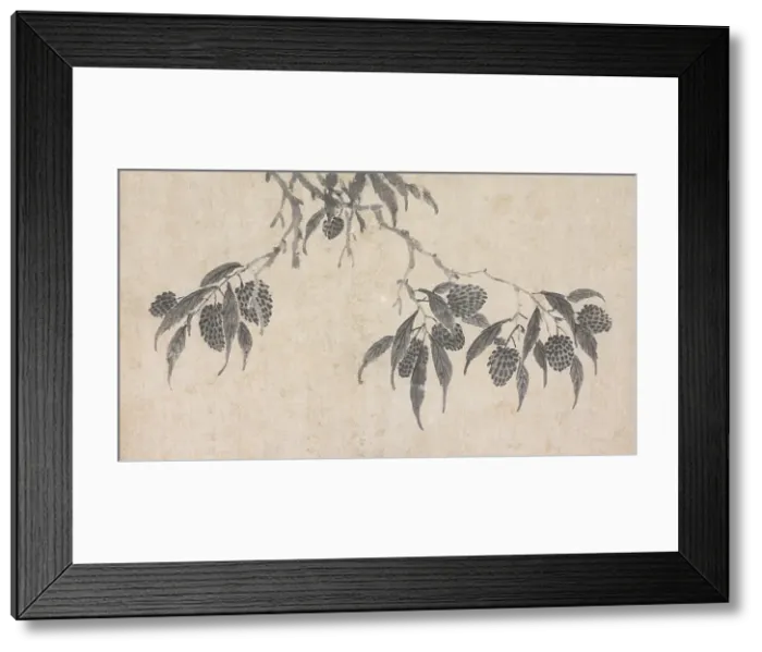Framed Print : Fruit, unknown date, c1450-1509. Creator: Shen Zhou Framed Print : Fruit, unknown date, c1450-1509. Creator: Shen Zhou