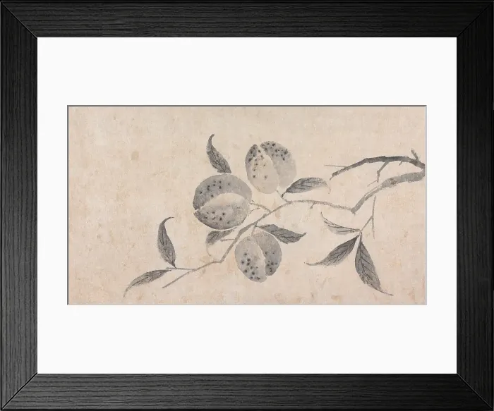 Framed Print : Branch of Fruit Bearing Tree, unknown date, c1450-1509. Creator: Shen Zhou Framed Print : Branch of Fruit Bearing Tree, unknown date, c1450-1509. Creator: Shen Zhou