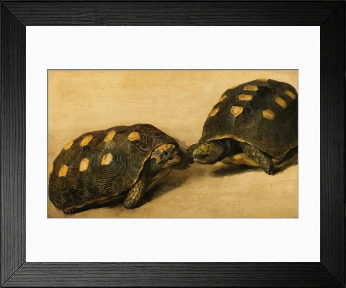 Framed Print : Study of Two Brazilian Tortoises. Creator: Albert Eckhout Framed Print : Study of Two Brazilian Tortoises. Creator: Albert Eckhout
