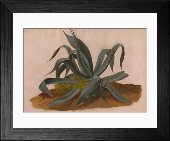 Framed Print : Study of an Agave, 1820. Creator: Johan Christian Dahl