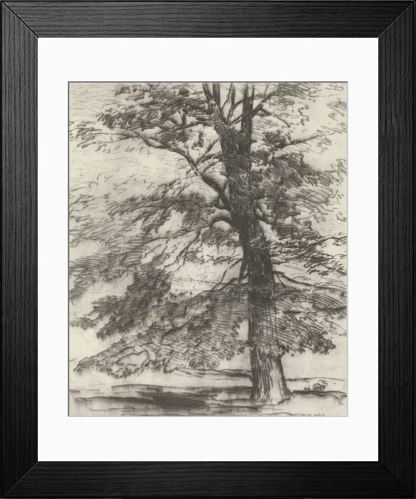 Framed Print : Sugar Maple, 1920. Creator: Bolton Coit Brown Framed Print : Sugar Maple, 1920. Creator: Bolton Coit Brown