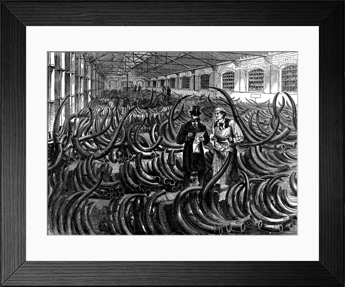 Framed Print : Siberian mammoth tusks on the ivory floor at the London Docks, 1873. Creator: Unknown Framed Print : Siberian mammoth tusks on the ivory floor at the London Docks, 1873. Creator: Unknown