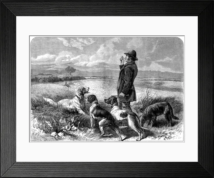 Framed Print : Breaking in pointers and setters, 1873. Creator: William Hollidge Framed Print : Breaking in pointers and setters, 1873. Creator: William Hollidge