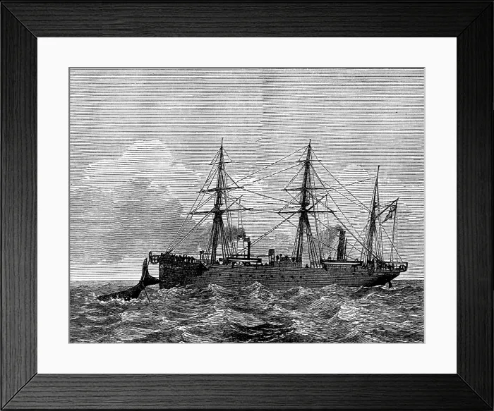 Framed Print : Wiring a whale by the Persian Gulf Submarine Telegraph Cable, 1873. Creator: Unknown Framed Print : Wiring a whale by the Persian Gulf Submarine Telegraph Cable, 1873. Creator: Unknown
