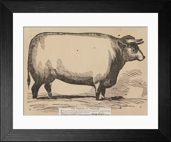 Framed Print : The Wonder of Creation, Brother Jonathan the American Mammoth Ox, Egyptian Hall, Piccadilly, 1839. Creator: Unknown Framed Print : The Wonder of Creation, Brother Jonathan the American Mammoth Ox, Egyptian Hall, Piccadilly, 1839. Creator: Unknown
