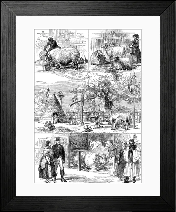 Framed Print : Prize animals at the International Cattle Show of the Vienna Exhibition, 1873. Creator: Unknown Framed Print : Prize animals at the International Cattle Show of the Vienna Exhibition, 1873. Creator: Unknown