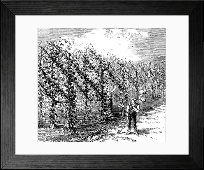 Framed Print : Hop-growing on the vinery principle, 1873. Creator: Unknown Framed Print : Hop-growing on the vinery principle, 1873. Creator: Unknown
