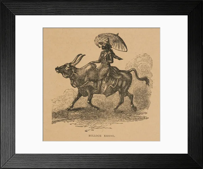 Framed Print : Bullock Riding from Hagenbeck's World Renowned Ceylonese Exhibition, 1886. Creator: Unknown. Bullock Riding from Hagenbeck's World Renowned Ceylonese Exhibition, 1886. Creator: Unknown Framed Print : Bullock Riding from Hagenbeck's World Renowned Ceylonese Exhibition, 1886. Creator: Unknown. Bullock Riding from Hagenbeck's World Renowned Ceylonese Exhibition, 1886. Creator: Unknown