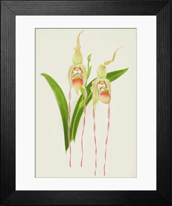 Framed Print : Orchid: Cypredium Dominianum delicatum, 1906. Creator: Frederick William Bolas Framed Print : Orchid: Cypredium Dominianum delicatum, 1906. Creator: Frederick William Bolas