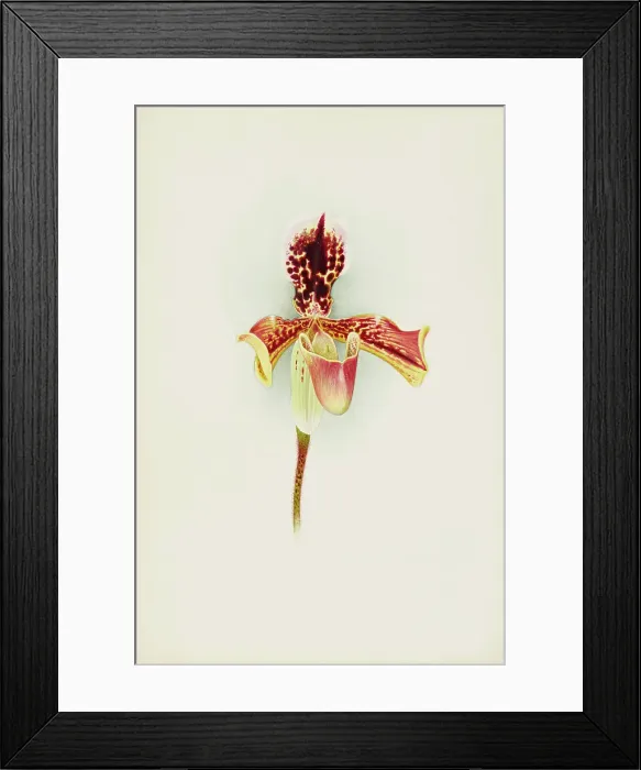 Framed Print : Orchid: Cypripedium Boxalliiatratum Magnificum, 1906. Creator: Frederick William Bolas Framed Print : Orchid: Cypripedium Boxalliiatratum Magnificum, 1906. Creator: Frederick William Bolas