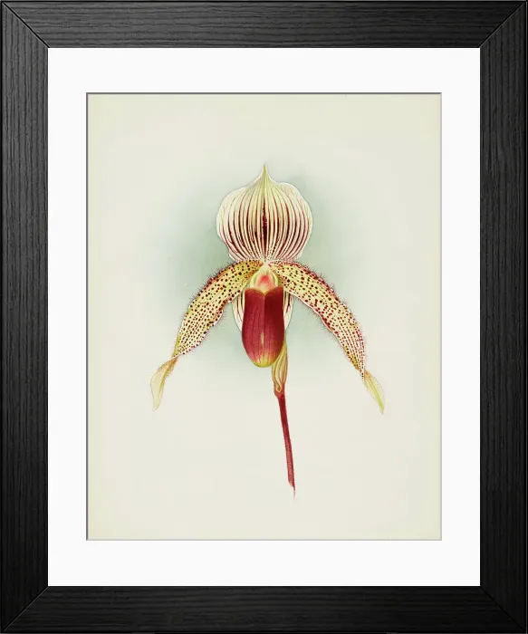 Framed Print : Orchid: Cypripedium A. de Lairesse, 1906. Creator: Frederick William Bolas Framed Print : Orchid: Cypripedium A. de Lairesse, 1906. Creator: Frederick William Bolas