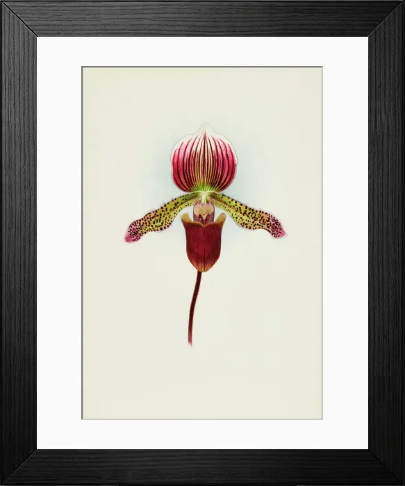 Framed Print : Orchid: Cypripedium Goweri Magnificum, Schofield's Variety, 1906. Creator: Frederick William Bolas. Orchid: Cypripedium Goweri Magnificum, Schofield's Variety, 1906. Creator: Frederick William Bolas Framed Print : Orchid: Cypripedium Goweri Magnificum, Schofield's Variety, 1906. Creator: Frederick William Bolas. Orchid: Cypripedium Goweri Magnificum, Schofield's Variety, 1906. Creator: Frederick William Bolas