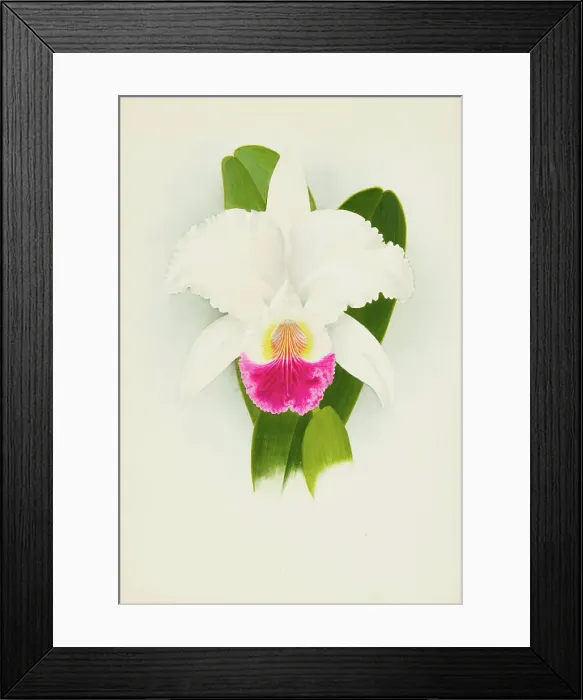 Framed Print : Orchid: Cattleya Mendelii, 1906. Creator: Frederick William Bolas Framed Print : Orchid: Cattleya Mendelii, 1906. Creator: Frederick William Bolas