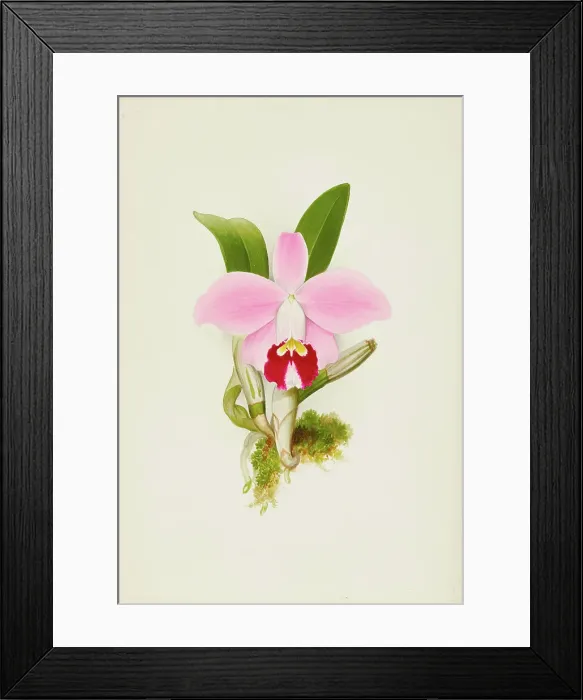 Framed Print : Orchid: Laelia Praestans, 1906. Creator: Frederick William Bolas Framed Print : Orchid: Laelia Praestans, 1906. Creator: Frederick William Bolas