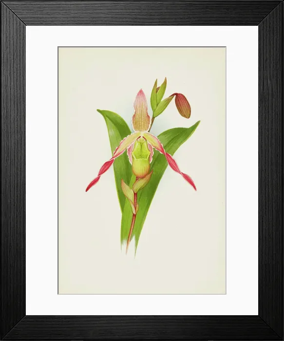 Framed Print : Orchid: Cypripedium, 1906. Creator: Frederick William Bolas Framed Print : Orchid: Cypripedium, 1906. Creator: Frederick William Bolas