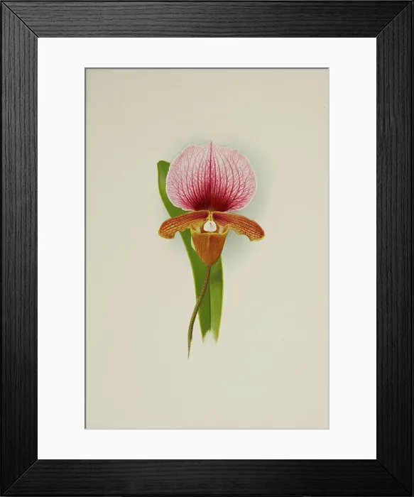 Framed Print : Orchid: Cypridium Charlesworthii, 1906. Creator: Frederick William Bolas Framed Print : Orchid: Cypridium Charlesworthii, 1906. Creator: Frederick William Bolas