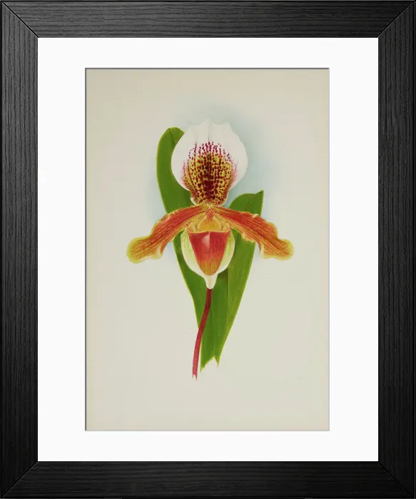 Framed Print : Orchid: Cypridium Milo, 1906. Creator: Frederick William Bolas Framed Print : Orchid: Cypridium Milo, 1906. Creator: Frederick William Bolas