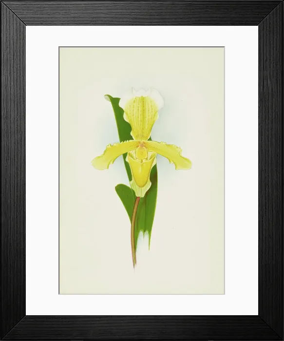 Framed Print : Orchid: Cypripedium Insigna Cobbianum, 1906. Creator: Frederick William Bolas
