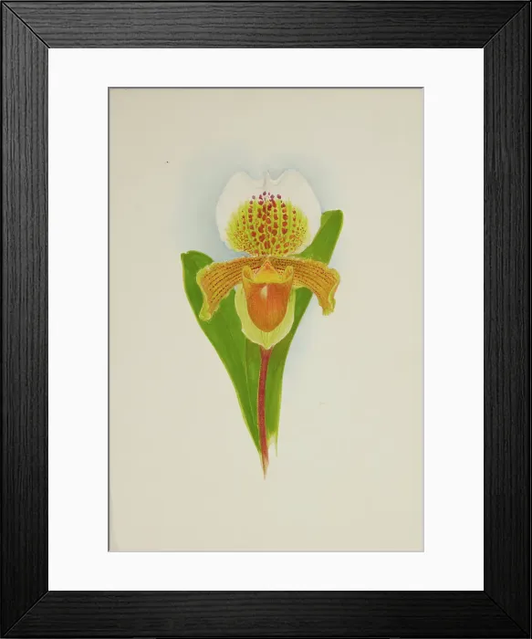 Framed Print : Orchid: Cypridium Insigni, 1906. Creator: Frederick William Bolas Framed Print : Orchid: Cypridium Insigni, 1906. Creator: Frederick William Bolas