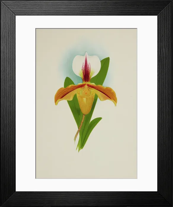 Framed Print : Orchid: Cypridium Illesbre, 1907. Creator: Frederick William Bolas Framed Print : Orchid: Cypridium Illesbre, 1907. Creator: Frederick William Bolas