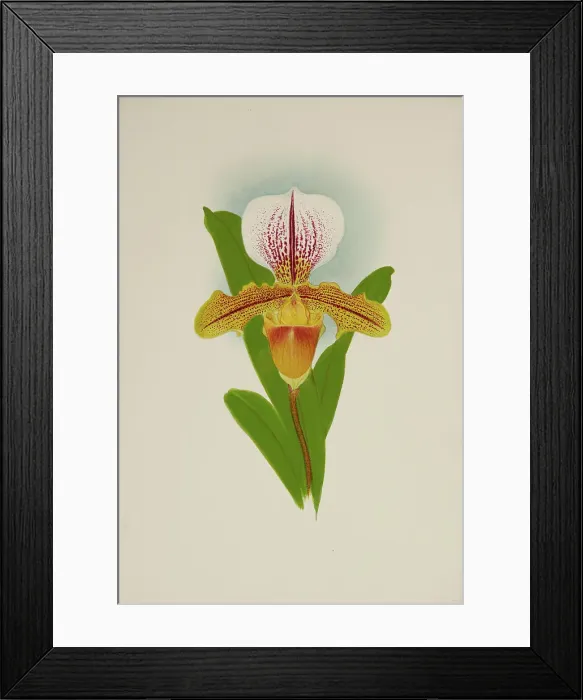 Framed Print : Orchid: Cypridium Luanum, 1907. Creator: Frederick William Bolas Framed Print : Orchid: Cypridium Luanum, 1907. Creator: Frederick William Bolas