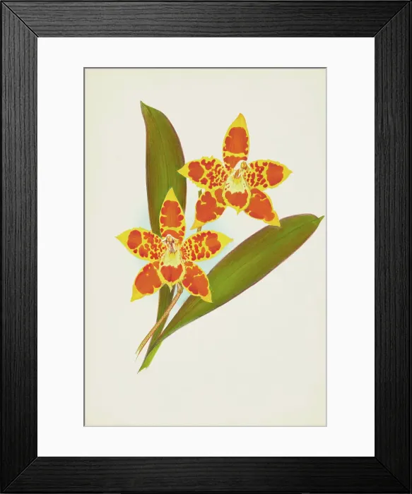 Framed Print : Orchid: OdontoglossumTriumpharis, 1907. Creator: Frederick William Bolas Framed Print : Orchid: OdontoglossumTriumpharis, 1907. Creator: Frederick William Bolas