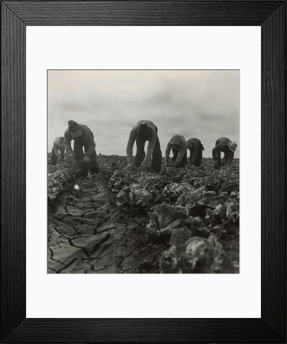 Framed Print : Filipinos Cutting Lettuce, Salinas, California, 1935. Creator: Dorothea Lange Framed Print : Filipinos Cutting Lettuce, Salinas, California, 1935. Creator: Dorothea Lange