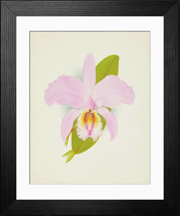 Framed Print : Orchid: Cattleya Missiae, 1907. Creator: Frederick William Bolas Framed Print : Orchid: Cattleya Missiae, 1907. Creator: Frederick William Bolas