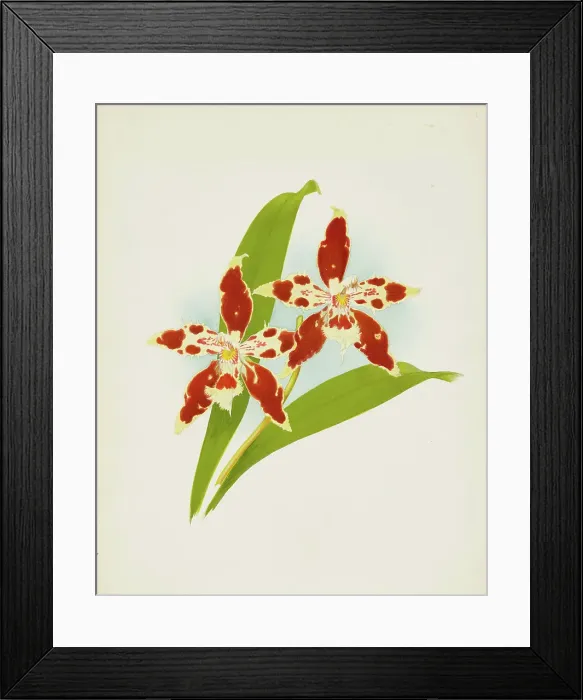 Framed Print : Orchid: Odontoglossum luteo-purpureum, 1907. Creator: Frederick William Bolas Framed Print : Orchid: Odontoglossum luteo-purpureum, 1907. Creator: Frederick William Bolas