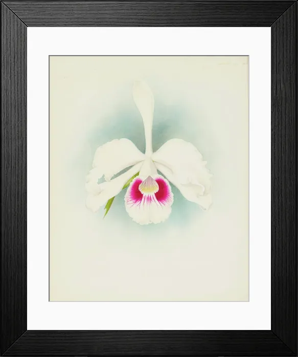 Framed Print : Orchid: Laelia purpurala, 1907. Creator: Frederick William Bolas Framed Print : Orchid: Laelia purpurala, 1907. Creator: Frederick William Bolas