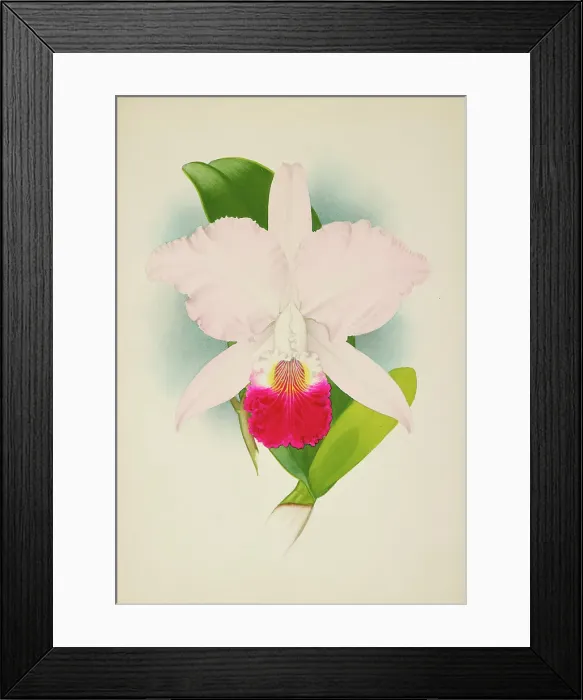 Framed Print : Orchid: Cattleya Mondelux, 1907. Creator: Frederick William Bolas Framed Print : Orchid: Cattleya Mondelux, 1907. Creator: Frederick William Bolas