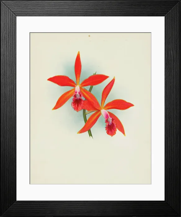 Framed Print : Orchid: Laelia cinnabrosa magnifica, 1907. Creator: Frederick William Bolas Framed Print : Orchid: Laelia cinnabrosa magnifica, 1907. Creator: Frederick William Bolas