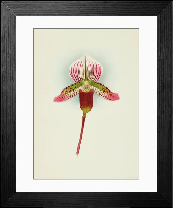 Framed Print : Orchid: Cypripedium Smithae, 1907. Creator: Frederick William Bolas Framed Print : Orchid: Cypripedium Smithae, 1907. Creator: Frederick William Bolas