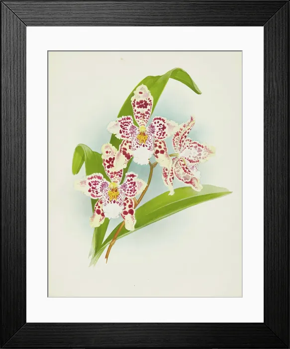 Framed Print : Orchid: Odontoglossum Rolfeae, 1907. Creator: Frederick William Bolas Framed Print : Orchid: Odontoglossum Rolfeae, 1907. Creator: Frederick William Bolas