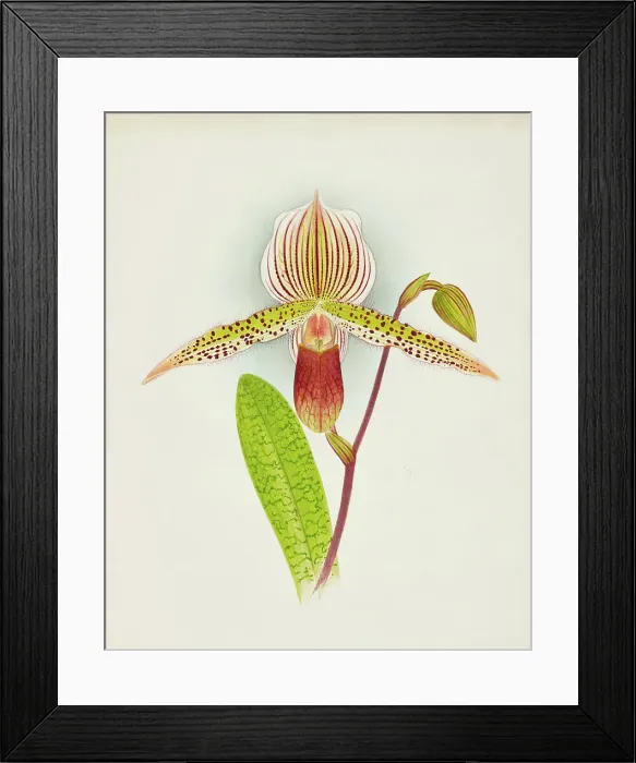Framed Print : Orchid: Cypripedium Shilianum, 1907. Creator: Frederick William Bolas Framed Print : Orchid: Cypripedium Shilianum, 1907. Creator: Frederick William Bolas