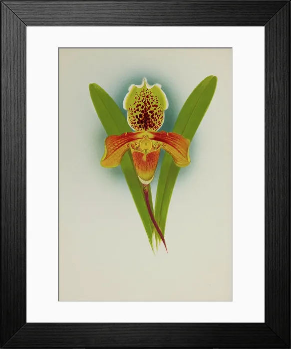 Framed Print : Orchid: Cypripedium, 1907. Creator: Frederick William Bolas Framed Print : Orchid: Cypripedium, 1907. Creator: Frederick William Bolas