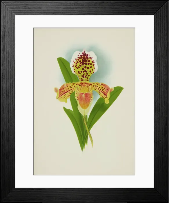 Framed Print : Orchid: Cypripedium, 1907. Creator: Frederick William Bolas Framed Print : Orchid: Cypripedium, 1907. Creator: Frederick William Bolas