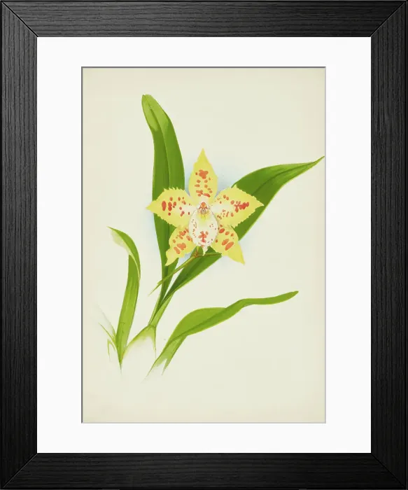 Framed Print : Orchid: Odontoglossum Loochristinii, 1907. Creator: Frederick William Bolas Framed Print : Orchid: Odontoglossum Loochristinii, 1907. Creator: Frederick William Bolas