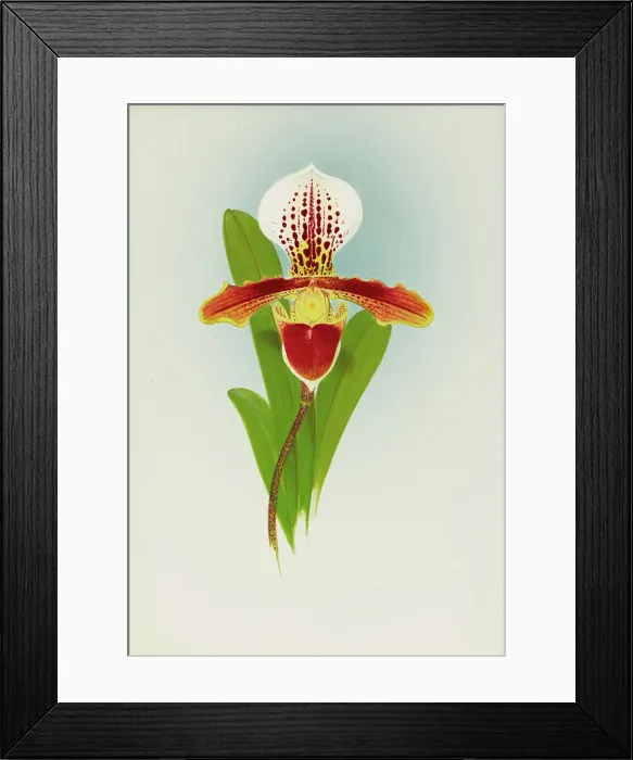 Framed Print : Orchid: Cypripedium Luanum, 1908. Creator: Frederick William Bolas Framed Print : Orchid: Cypripedium Luanum, 1908. Creator: Frederick William Bolas