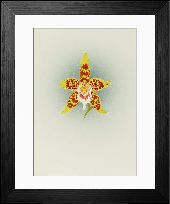 Framed Print : Orchid: Odontoglossum Crawshayanum, 1908. Creator: Frederick William Bolas Framed Print : Orchid: Odontoglossum Crawshayanum, 1908. Creator: Frederick William Bolas