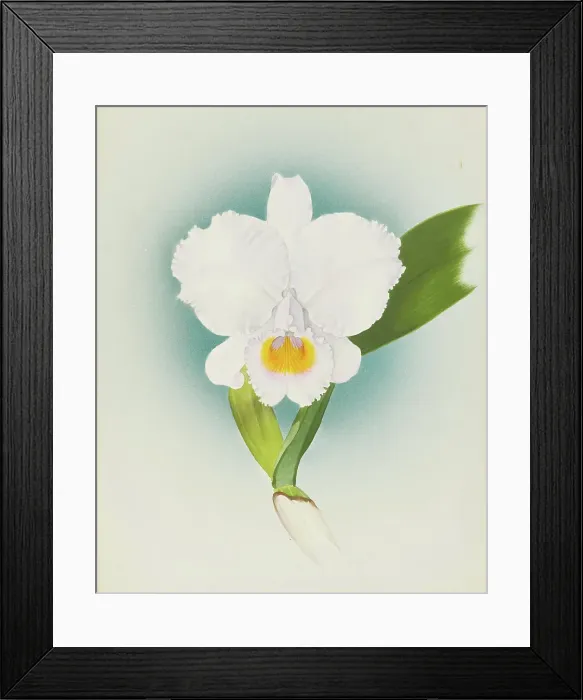 Framed Print : Orchid: Cattleya Schroderae, 1908. Creator: Frederick William Bolas Framed Print : Orchid: Cattleya Schroderae, 1908. Creator: Frederick William Bolas