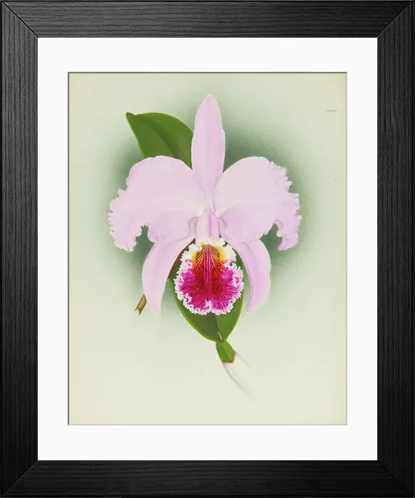 Framed Print : Orchid: Cattleya, 1908. Creator: Frederick William Bolas Framed Print : Orchid: Cattleya, 1908. Creator: Frederick William Bolas