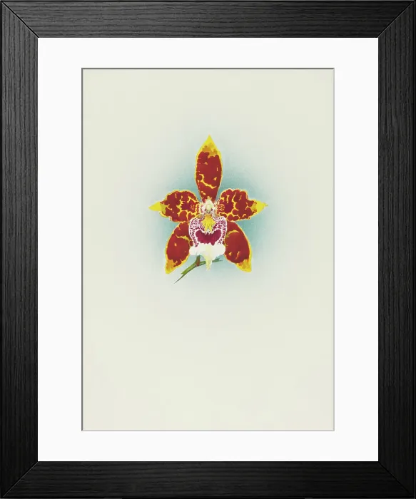 Framed Print : Orchid: Odontoglossum Harryano, 1908. Creator: Frederick William Bolas Framed Print : Orchid: Odontoglossum Harryano, 1908. Creator: Frederick William Bolas