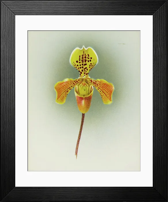 Framed Print : Orchid: Cypripedium George Moore, 1910. Creator: Frederick William Bolas Framed Print : Orchid: Cypripedium George Moore, 1910. Creator: Frederick William Bolas