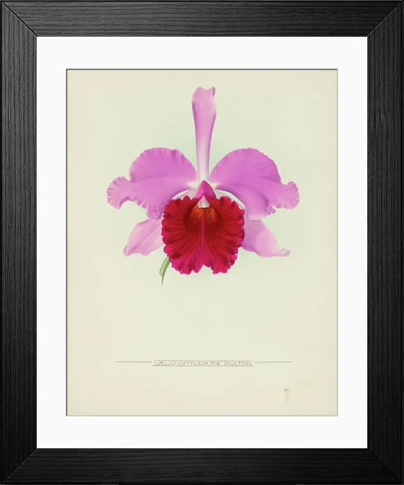Framed Print : Orchid: Laelio - Cattleya The Sultan, 1917. Creator: Frederick William Bolas Framed Print : Orchid: Laelio - Cattleya The Sultan, 1917. Creator: Frederick William Bolas