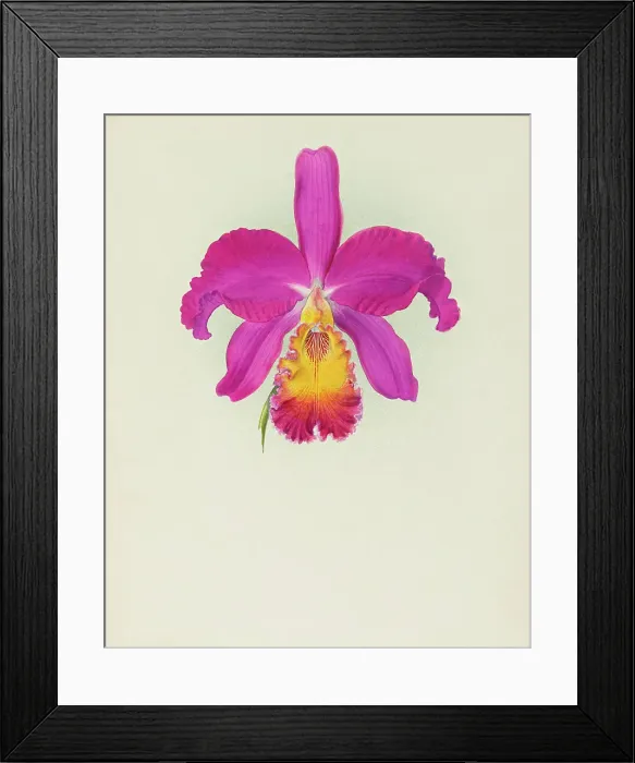 Framed Print : Orchid: Laelio - Cattleya, 1917. Creator: Frederick William Bolas Framed Print : Orchid: Laelio - Cattleya, 1917. Creator: Frederick William Bolas