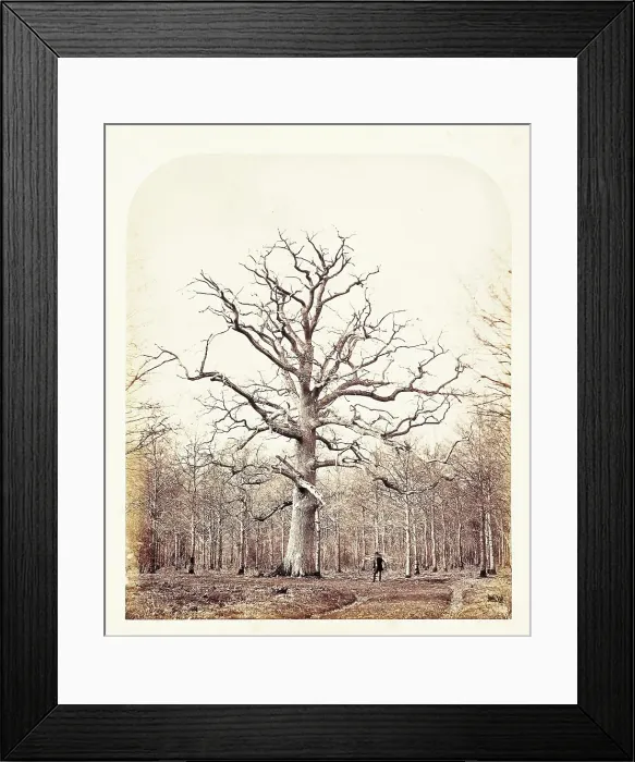 Framed Print : Queen Anne's Oak, 1864. Creator: James Sinclair, Earl of Caithness. Queen Anne's Oak, 1864. Creator: James Sinclair, Earl of Caithness Framed Print : Queen Anne's Oak, 1864. Creator: James Sinclair, Earl of Caithness. Queen Anne's Oak, 1864. Creator: James Sinclair, Earl of Caithness