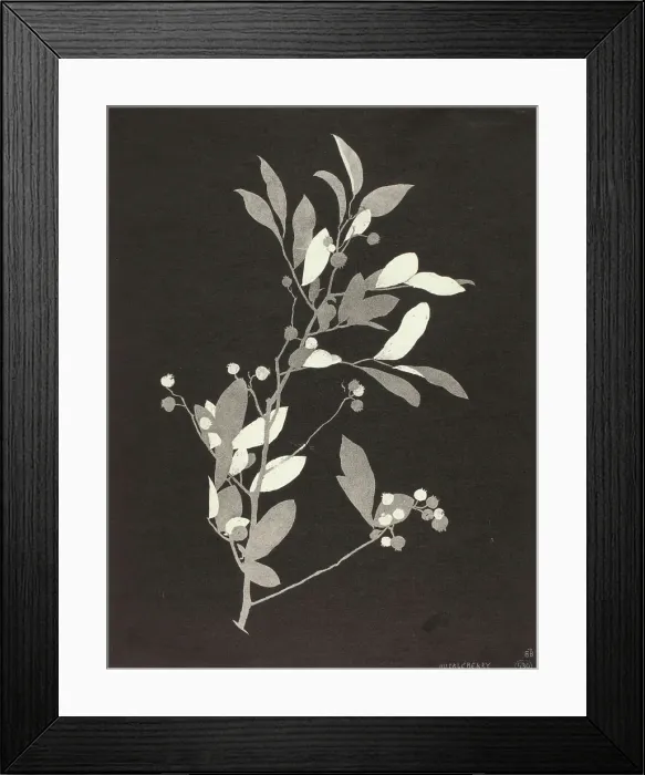 Framed Print : Huckleberry, 1924. Creator: Bolton Coit Brown Framed Print : Huckleberry, 1924. Creator: Bolton Coit Brown